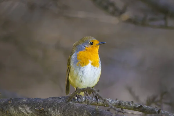 Sıradan Küçük Sevimli Kuş Robin Doğa Arka Planı — Stok fotoğraf