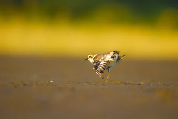 可爱的小水鸟 自然背景 常见水鸟 Kentish Plover Charadrius Alexandrinus — 图库照片