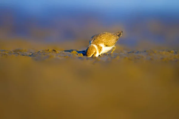 Carino Uccellino Acquatico Sfondo Naturale Uccello Acqua Comune Kentish Plover — Foto Stock