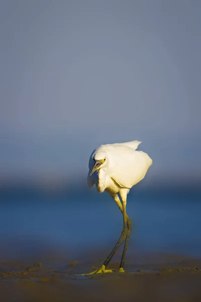 Silberreiher Natur Hintergrund Seidenreiher Egretta Garzetta — Stockfoto