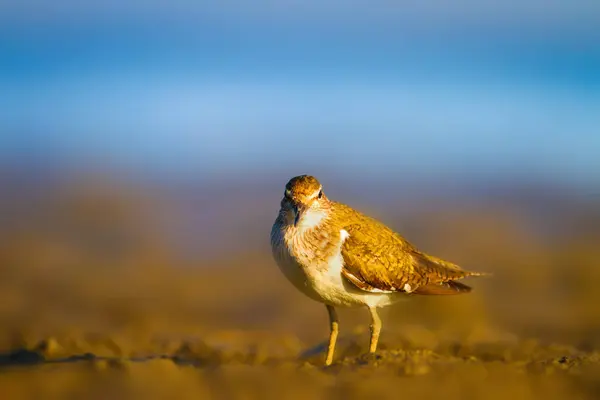 Pássaro Água Sandpiper Amarelo Azul Natureza Fundo Pássaro Sandpiper Comum — Fotografia de Stock