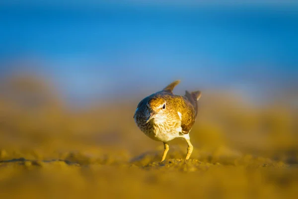 Pássaro Água Sandpiper Amarelo Azul Natureza Fundo Pássaro Sandpiper Comum — Fotografia de Stock