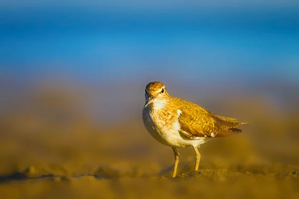 Водяний Птах Sandpiper Жовтий Синій Фон Природи Птах Звичайна Пісочниця — стокове фото