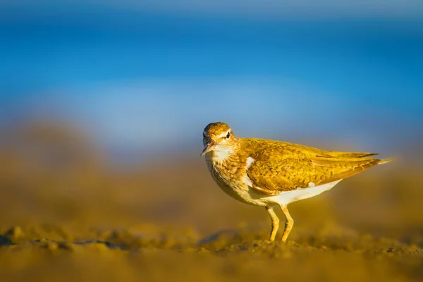 Водяний Птах Sandpiper Жовтий Синій Фон Природи Птах Звичайна Пісочниця — стокове фото