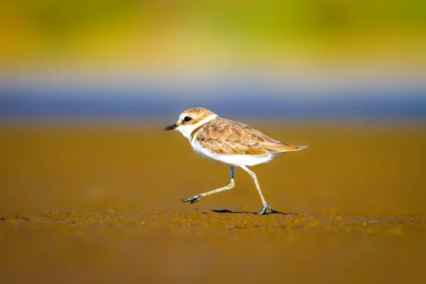 Lindo Pajarito Fondo Naturaleza Aves Acuáticas Comunes Kentish Plover Charadrius —  Fotos de Stock