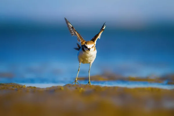 Schattig Watervogeltje Natuur Achtergrond Gewone Watervogel Kentish Plover Karadrius Alexandrinus — Stockfoto