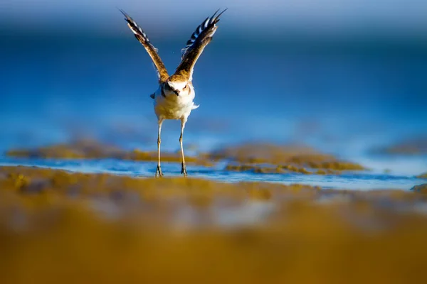 Pássaro Aquático Giro Fundo Natureza Aves Aquáticas Comuns Kentish Plover — Fotografia de Stock