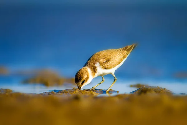 Słodki Ptaszek Wodny Środowisko Naturalne Ptak Wodny Kentish Plover Charadrius — Zdjęcie stockowe