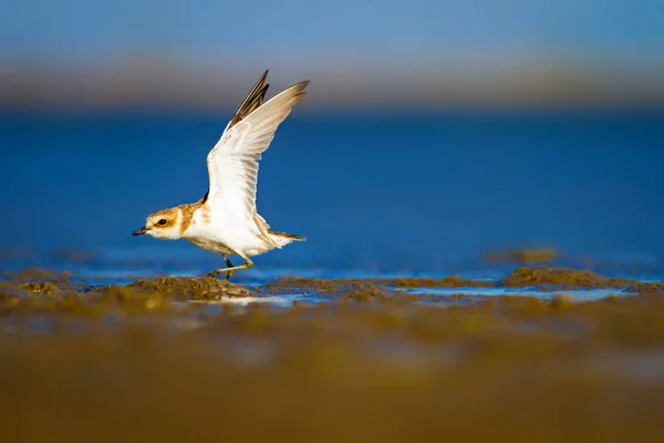 Niedlicher Kleiner Wasservogel Natur Hintergrund Gewöhnlicher Wasservogel Flussregenpfeifer Scharadrius Alexandrinus — Stockfoto