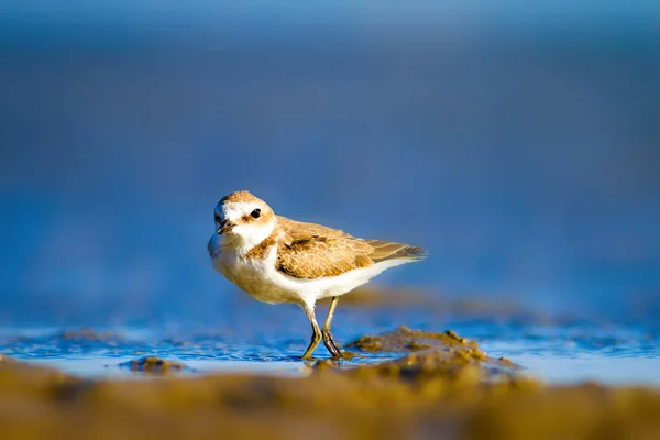 Cute Little Water Bird Nature Background Common Water Bird Kentish — Stock Photo, Image