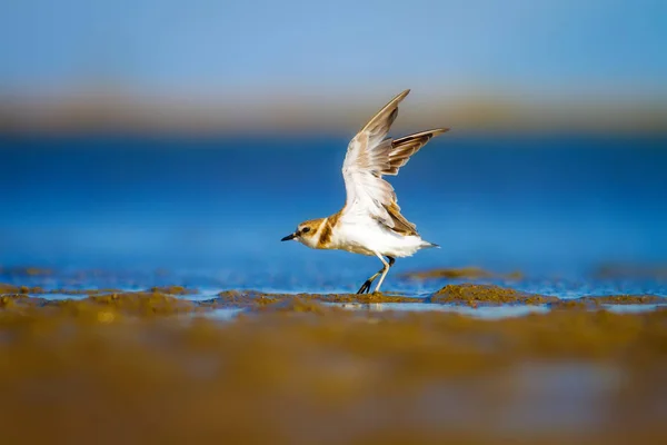 Schattig Watervogeltje Natuur Achtergrond Gewone Watervogel Kentish Plover Karadrius Alexandrinus — Stockfoto