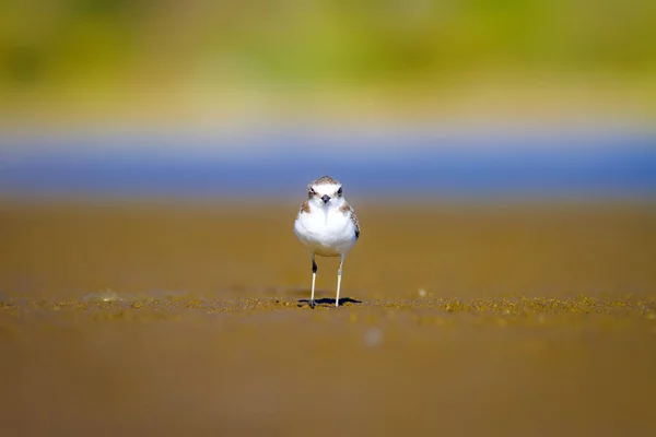Şirin Küçük Kuşu Doğa Geçmişi Yaygın Kuşu Kentish Plover Charadrius — Stok fotoğraf