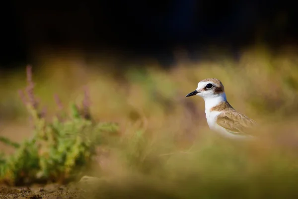 Lindo Pajarito Fondo Naturaleza Aves Acuáticas Comunes Kentish Plover Charadrius — Foto de Stock