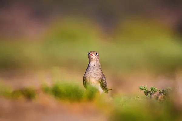 Aranyos Madár Pratincole Zöld Sárga Természetű Háttér Madár Galléros Pratincole — Stock Fotó