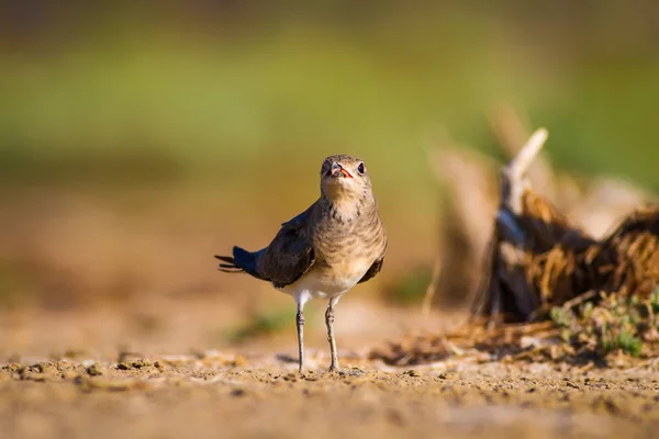 Cute Ptak Pratincole Zielone Żółte Tło Przyrodnicze Ptak Collared Pratincole — Zdjęcie stockowe