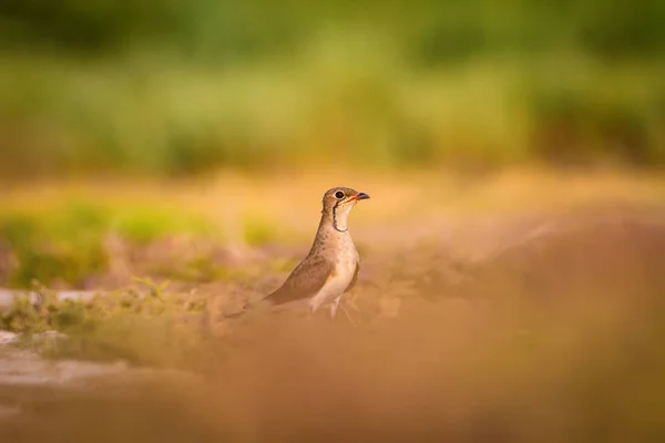 Cute Ptak Pratincole Zielone Żółte Tło Przyrodnicze Ptak Collared Pratincole — Zdjęcie stockowe