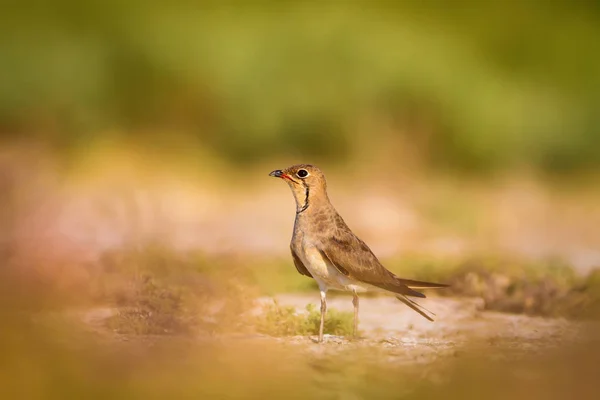 Cute Ptak Pratincole Zielone Żółte Tło Przyrodnicze Ptak Collared Pratincole — Zdjęcie stockowe