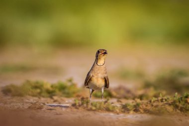 Sevimli kuş Pratincole. Yeşil sarı doğa arka plan. Kuş: Yakalı Pratincole. Glareola pratincola.