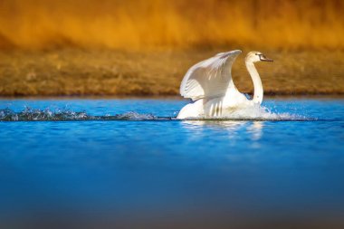 Uçan kuğu. Doğal arka plan. Kuş: Sessiz Kuğu. Cygnus olor.