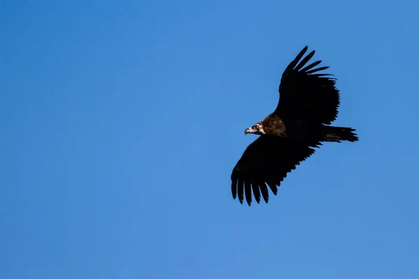 Flygande Stor Fågel Blå Himmel Bakgrund Cinereous Vulture Auktor — Stockfoto