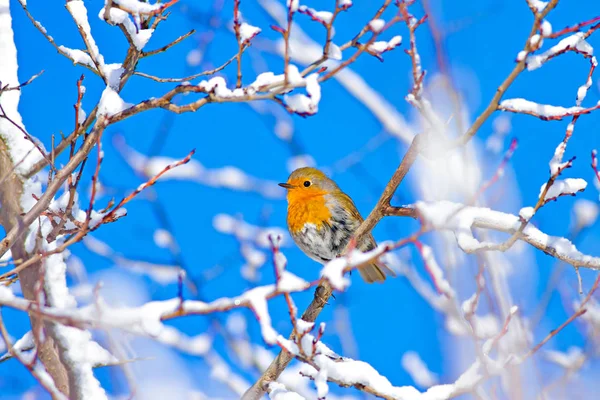 Invierno Aves Invierno Naturaleza Fondo — Foto de Stock