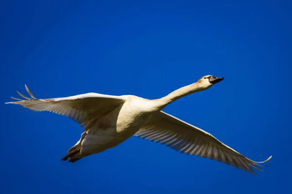 Flying swan. Natural background. Bird: Mute Swan. Cygnus olor.