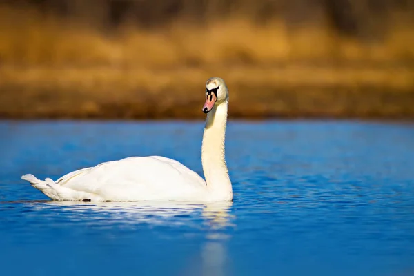 Flying swan. Natural background. Bird: Mute Swan. Cygnus olor.