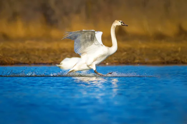 Cisne Volador Fondo Natural Cisne Mudo Cygnus Olor — Foto de Stock