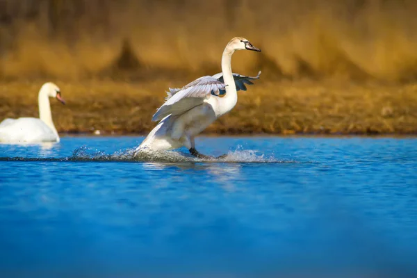 Flying swan. Natural background. Bird: Mute Swan. Cygnus olor.