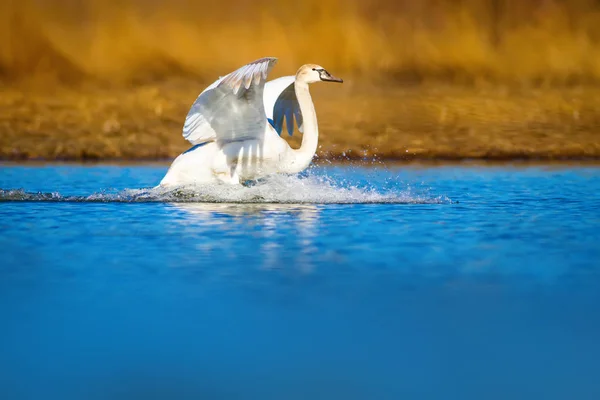 Cisne Volador Fondo Natural Cisne Mudo Cygnus Olor — Foto de Stock