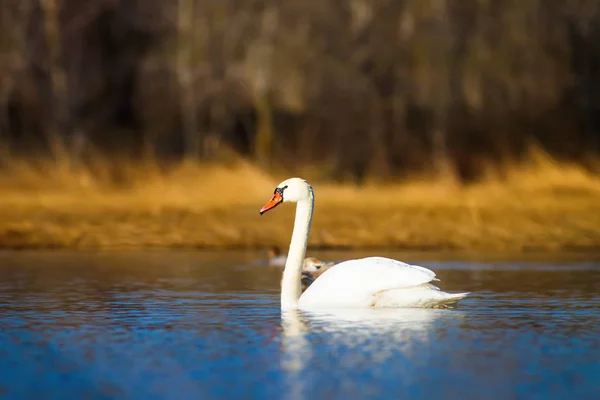 Flying swan. Natural background. Bird: Mute Swan. Cygnus olor.