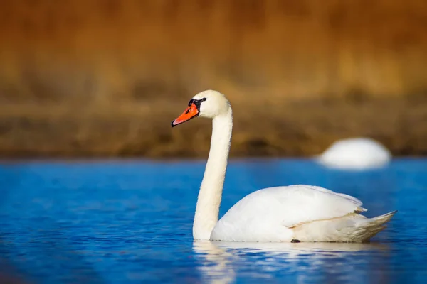 Uçan Kuğu Doğal Arka Plan Kuş Sessiz Kuğu Cygnus Olor — Stok fotoğraf