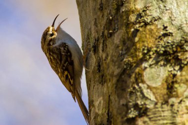 Doğa ve kuşlar. Renkli doğal arka plan. 