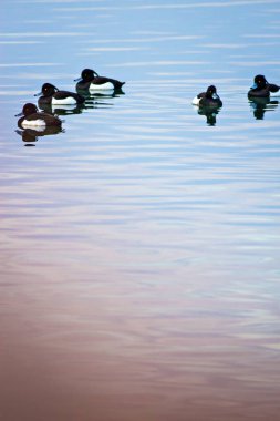 Yüzen ördekler. Su doğa arka plan. Tufted Duck. Aythya fuligula.
