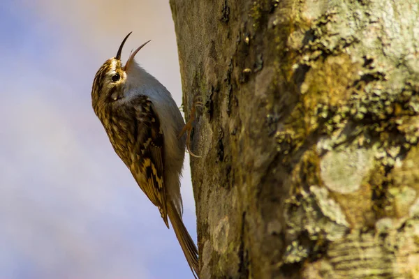 Doğa ve kuşlar. Renkli doğal arka plan. 