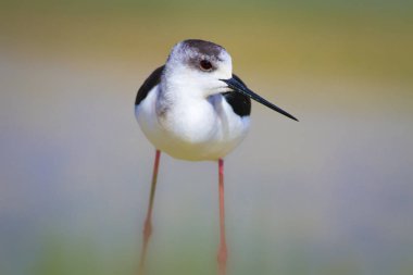 Sevimli kıyı kuşu. Siyah kanatlı Stilt. Doğa habitat arka plan.