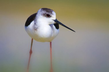 Sevimli kıyı kuşu. Siyah kanatlı Stilt. Doğa habitat arka plan.