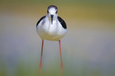 Sevimli kıyı kuşu. Siyah kanatlı Stilt. Doğa habitat arka plan.