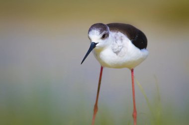 Sevimli kıyı kuşu. Siyah kanatlı Stilt. Doğa habitat arka plan.
