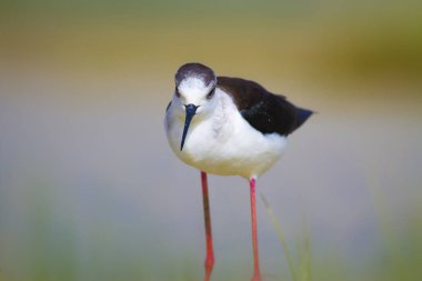 Sevimli kıyı kuşu. Siyah kanatlı Stilt. Doğa habitat arka plan.
