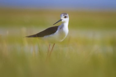 Sevimli kıyı kuşu. Siyah kanatlı Stilt. Doğa habitat arka plan.
