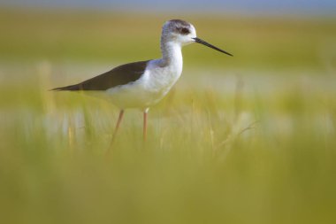Sevimli kıyı kuşu. Siyah kanatlı Stilt. Doğa habitat arka plan.