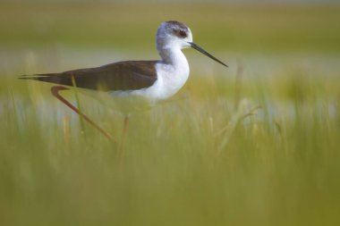 Sevimli kıyı kuşu. Siyah kanatlı Stilt. Doğa habitat arka plan.