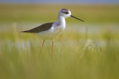 Sevimli kıyı kuşu. Siyah kanatlı Stilt. Doğa habitat arka plan.