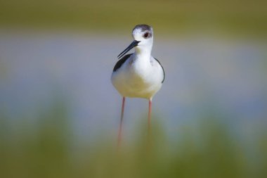 Sevimli kıyı kuşu. Siyah kanatlı Stilt. Doğa habitat arka plan.
