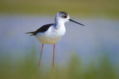 Sevimli kıyı kuşu. Siyah kanatlı Stilt. Doğa habitat arka plan.
