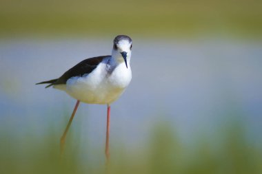 Sevimli kıyı kuşu. Siyah kanatlı Stilt. Doğa habitat arka plan.