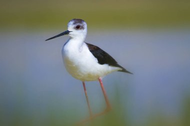 Sevimli kıyı kuşu. Siyah kanatlı Stilt. Doğa habitat arka plan.