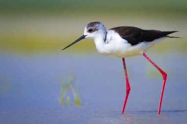 Sevimli kıyı kuşu. Siyah kanatlı Stilt. Doğa habitat arka plan.