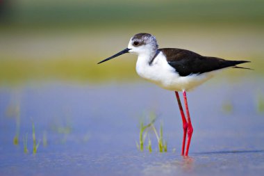 Sevimli kıyı kuşu. Siyah kanatlı Stilt. Doğa habitat arka plan.